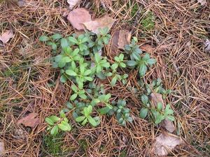 Brusnice brusinka  (Vaccinium vitis)