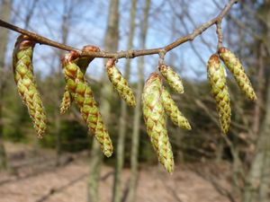 Habr obecný (Carpinus betulus)