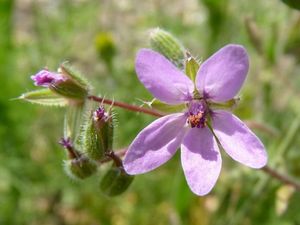 Pumpava rozpuková (Erodium cicutarium)