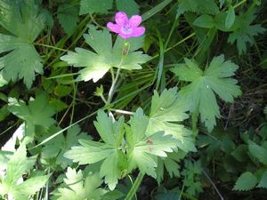 Kakost bahenní (Geranium palustra l.)