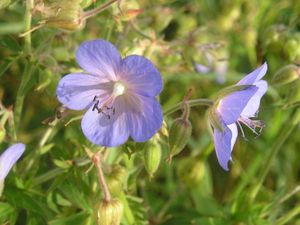 Kakost luční (Geranium pratense)