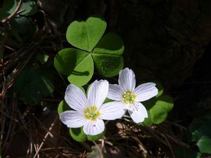 Šťavel kyselý (Oxalis acetosella)