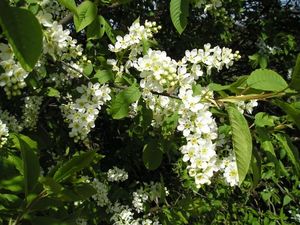 Střemcha obecná (Prunus padus)