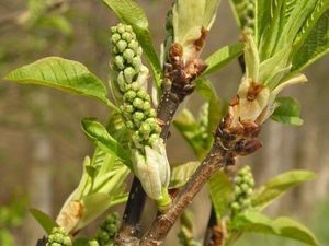 Střemcha obecná (Prunus padus)