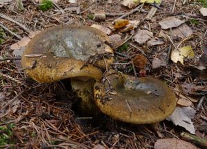 Klikni pro velký obrázek