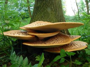 Choroš šupinatý - Polyporus squamosus