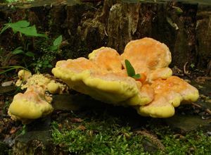 Sírovec žlutooranžový - Laetiporus sulphureus (Bull.) Murrill 1920