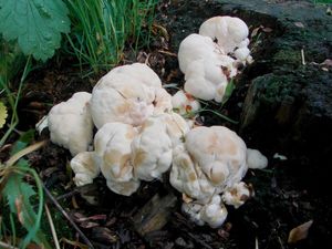 Sírovec žlutooranžový - Laetiporus sulphureus (Bull.) Murrill 1920