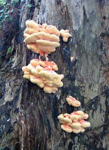 Sírovec žlutooranžový - Laetiporus sulphureus (Bull.) Murrill 1920