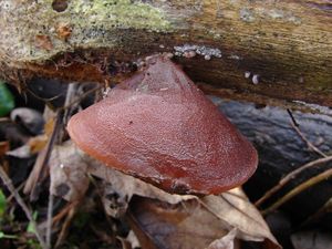 Boltcovitka ucho Jidášovo - Auricularia auricula-judae (Bull.) Quél. 1886