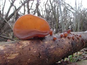 Boltcovitka ucho Jidášovo - Auricularia auricula-judae (Bull.) Quél. 1886