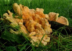 Sírovec žlutooranžový - Laetiporus sulphureus (Bull.) Murrill 1920