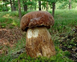 Hřib dubový - Boletus reticulatus Schaeff.