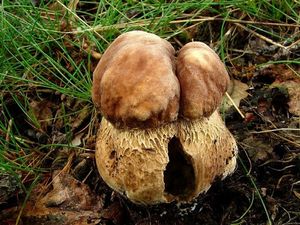 Hřib dubový - Boletus reticulatus Schaeff.