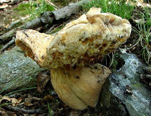 Hřib dubový - Boletus reticulatus Schaeff.