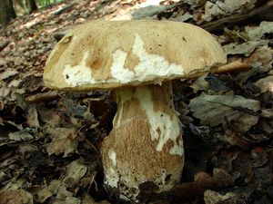 Hřib dubový - Boletus reticulatus Schaeff.