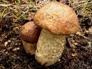 Kozák březový černohnědý - Leccinum scabrum var.melaneum (Smotl.) Dermek sensu Dremek