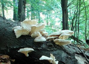 Hlíva plicní - Pleurotus pulmonarius