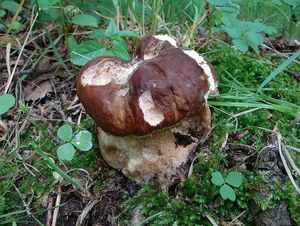 Hřib dubový - Boletus reticulatus Schaeff. 1774
