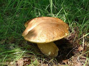 Hřib dubový - Boletus reticulatus Schaeff. 1774