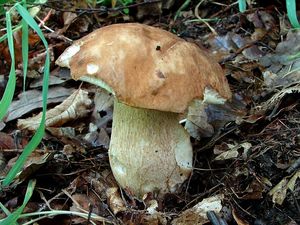 Hřib dubový - Boletus reticulatus Schaeff. 1774