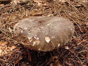 Holubinka černající - Russula nigricans Fr. 1838