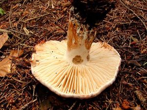 Holubinka černající - Russula nigricans Fr. 1838