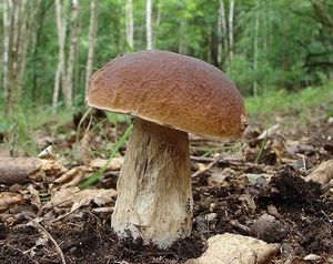 Hřib smrkový - Boletus edulis Bull.