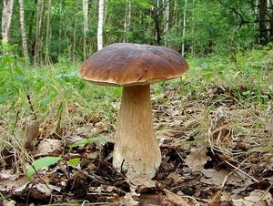 Hřib smrkový - Boletus edulis Bull.