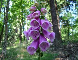 Náprstník červený (Digitalis purpurea)