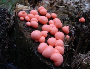 Vlčí mléko červené - Lycogala epidendrum (J.C. Buxb. ex L.) Fr.