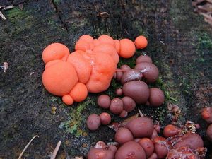 Vlčí mléko červené - Lycogala epidendrum (J.C. Buxb. ex L.) Fr.