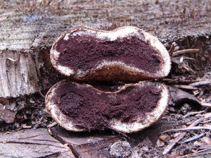 Jelenka obecná - Elaphomyces granulatus Fries