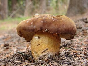 Hřib hnědý - Boletus badius (Fr.) Fr.