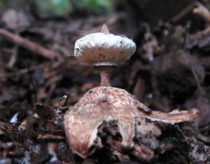 Hvězdovka límečková - Geastrum striatum DC. 1805