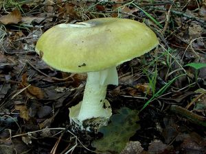 Muchomůrka zelená - Amanita phalloides (Vaill. ex Fr.) Link 1833