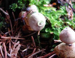 Hvězdovka smrková - Geastrum quadrifidum