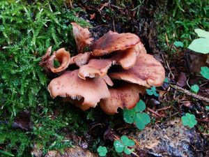 Houžovec hlemýžďovitý - Lentinellus cochleatus (Pers.) P. Karst. 1879