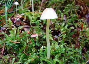 Helmovka slizká - Mycena epipterygia (Scop.) Gray 1821