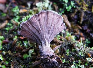 Plesňák karafiátový - Thelephora caryophyllea ( Schaeff.) ex. Fr.