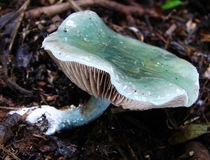 Límcovka modrá - Stropharia caerulea