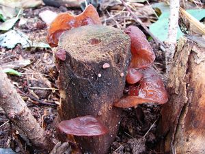 Boltcovitka ucho Jidášovo - Auricularia auricula-judae (Bull.) Quél. 1886
