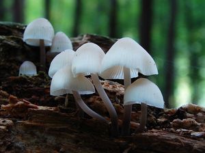 Helmovka Oortova - Mycena arcangeliana Bres. 1904