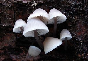 Helmovka Oortova - Mycena arcangeliana Bres. 1904