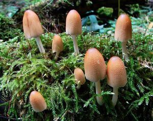 Hnojník třpytivý - Coprinus micaceus