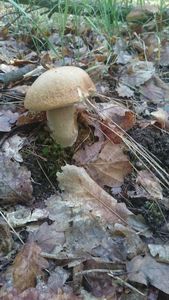 Klikni pro velký obrázek