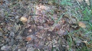 Klikni pro velký obrázek