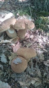 Klikni pro velký obrázek