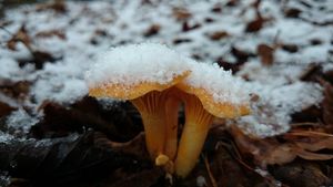 Liška obecná - Cantharellus cibarius Fr. 1821