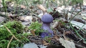 Pavučinec fialový - Cortnarius (Cortinarius) violaceus (L.) Gray